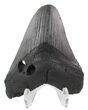 Bargain Megalodon Tooth - South Carolina #48859-1